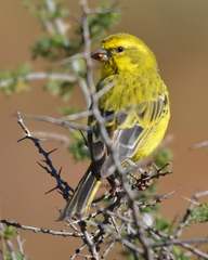 Yellow Canary photo 5