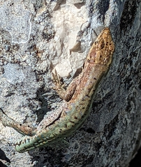 Anatololacerta ibrahimi
