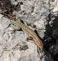 Anatololacerta ibrahimi