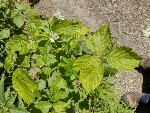 ostružina ožinová (Rubus caesius)