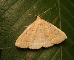 Zanclognatha marcidilinea