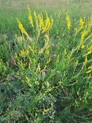 Melilotus officinalis