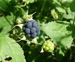 Rubus caesius