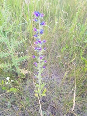 Echium vulgare