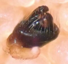 Theridion michelbacheri