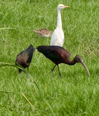 Plegadis falcinellus