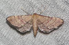Idaea infirmaria