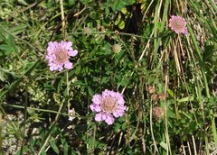 Scabiosa lucida