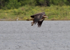 Haliaeetus ichthyaetus
