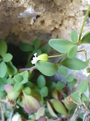 Moehringia intricata