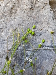 Moehringia intricata