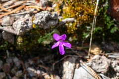Pinguicula oblongiloba