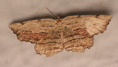 Lytrosis unitaria