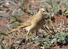 Anthus vaalensis