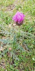 Cirsium acaule