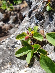 Rhamnus pumila