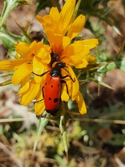 Mylabris quadripunctata