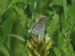 Plebejus argyrognomon