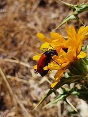 Mylabris quadripunctata
