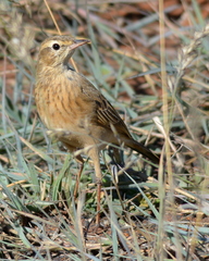 Anthus vaalensis