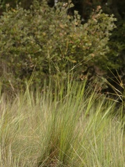 Stipa juncea
