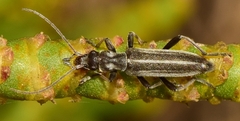Chitona suturalis
