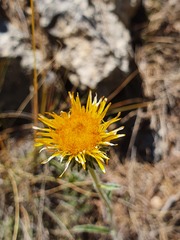 Pentanema montanum