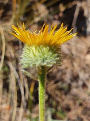 Pentanema montanum