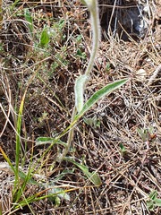 Pentanema montanum