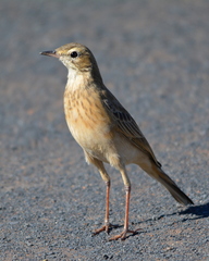 Anthus vaalensis