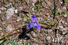 Tigridia durangensis