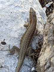 Anatololacerta ibrahimi
