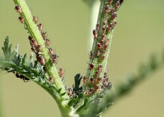 Metopeurum fuscoviride