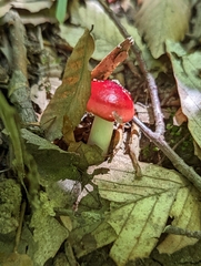 Russula pseudopeckii