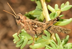 Dericorys carthagonovae