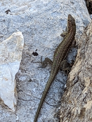 Anatololacerta ibrahimi