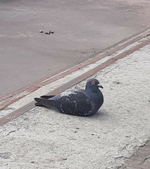 Columba livia domestica