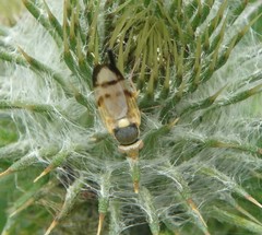 Urophora stylata