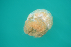 Phyllorhiza punctata