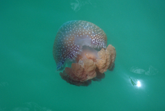 Phyllorhiza punctata