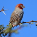 Red-headed Finch - Photo (c) copper, some rights reserved (CC BY-NC), uploaded by copper