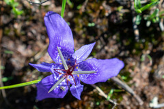 Tigridia durangensis