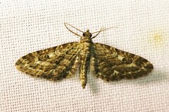 Eupithecia nanata