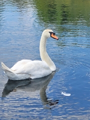 Cygnus olor