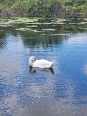 Cygnus olor