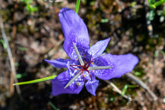 Tigridia durangensis