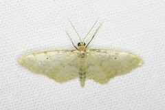 Idaea fuscovenosa