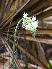 Stenanthium densum