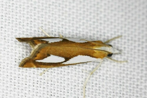 Pearl Grass-veneer, 1871 Schoorl, Nederland, photo 9 of 10