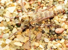 Rhadinus laurae